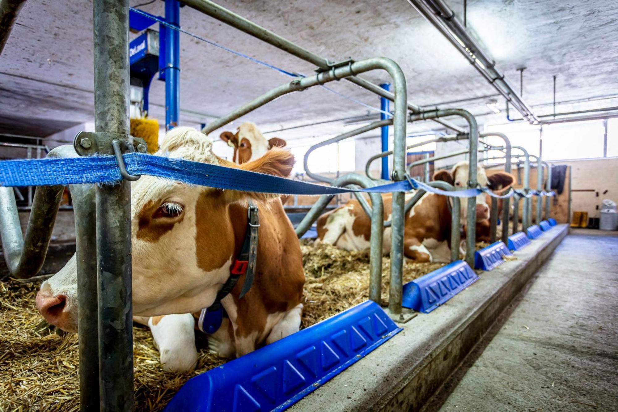 Ferienwohnungen Am Biobauernhof Lahner Bramberg am Wildkogel Zewnętrze zdjęcie
