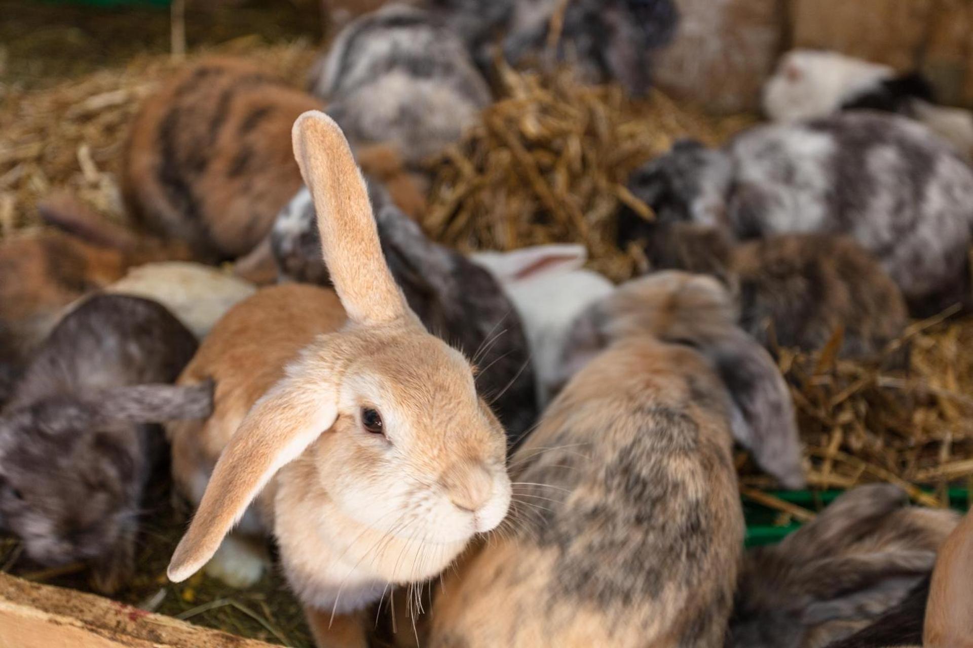 Ferienwohnungen Am Biobauernhof Lahner Bramberg am Wildkogel Zewnętrze zdjęcie